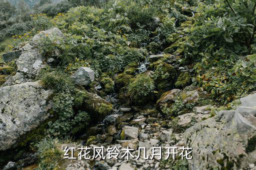 紅花風鈴木幾月開花