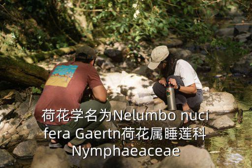 荷花學名為Nelumbo nucifera Gaertn荷花屬睡蓮科Nymphaeaceae