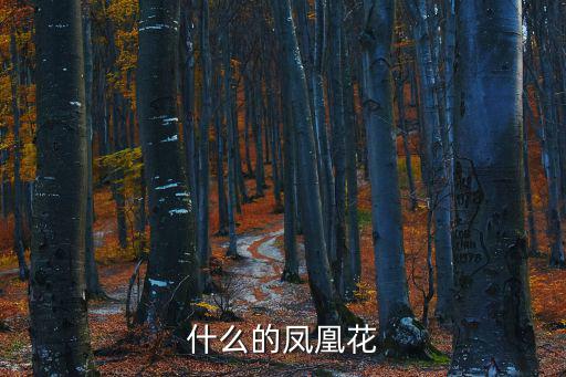 什么的鳳凰花