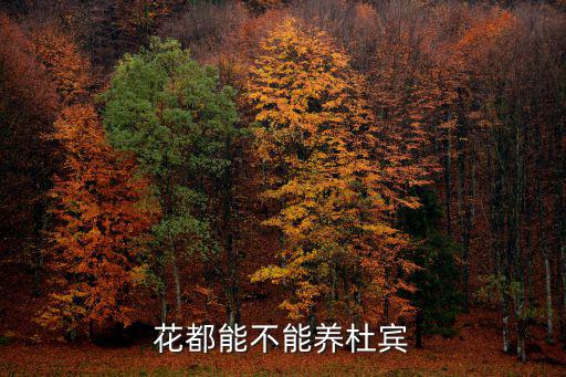 花都能不能養(yǎng)杜賓