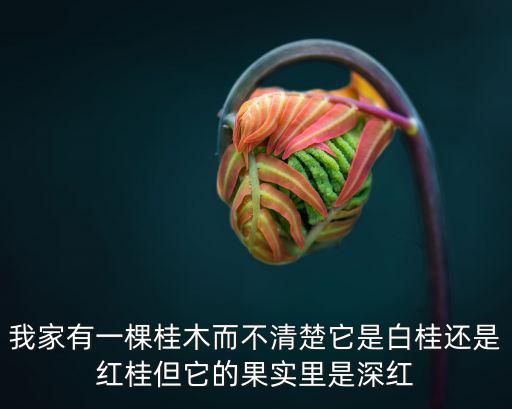 我家有一棵桂木而不清楚它是白桂還是紅桂但它的果實里是深紅