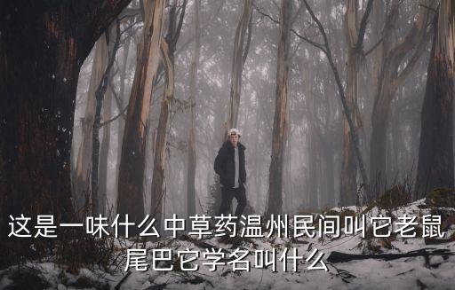 這是一味什么中草藥溫州民間叫它老鼠尾巴它學(xué)名叫什么