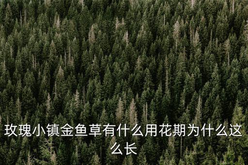 玫瑰小鎮(zhèn)金魚草有什么用花期為什么這么長(zhǎng)