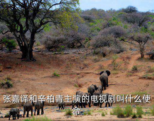 張嘉譯和辛柏青主演的電視劇叫什么使命