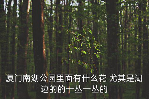 廈門南湖公園里面有什么花 尤其是湖邊的的一叢一叢的