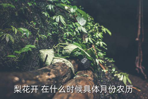 梨花開放時間，梨花開 在什么時候具體月份農歷