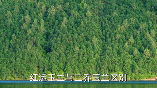紅運(yùn)玉蘭，紅運(yùn)玉蘭和寶華玉蘭的區(qū)別在哪