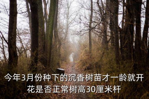 今年3月份種下的沉香樹苗才一齡就開花是否正常樹高30厘米桿