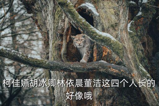 柯佳嬿胡冰卿林依晨董潔這四個人長的好像哦