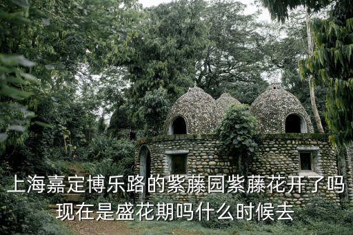 上海嘉定博樂(lè)路的紫藤園紫藤花開(kāi)了嗎現(xiàn)在是盛花期嗎什么時(shí)候去