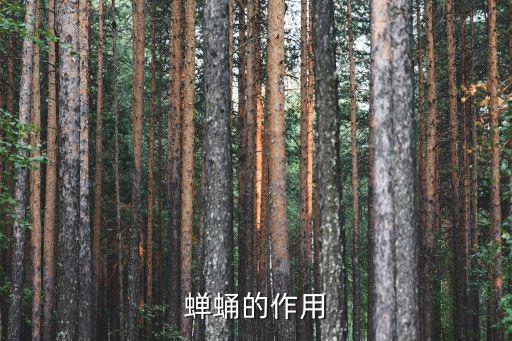 蟬蛹的功效與作用，蟬蛹有營養價值嗎