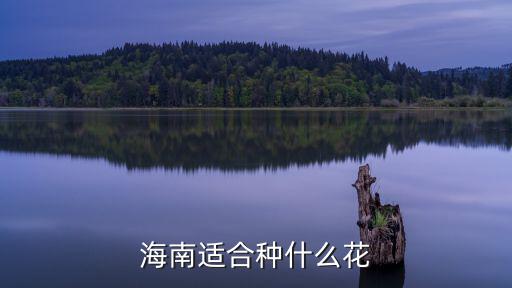 海南適合種什么花