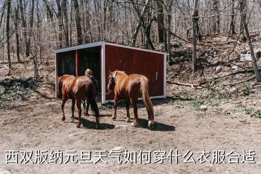 元旦出行天氣指南，西雙版納元旦天氣如何穿什么衣服合適