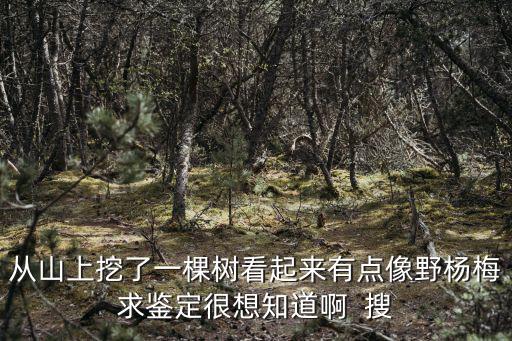 從山上挖了一棵樹看起來有點(diǎn)像野楊梅求鑒定很想知道啊  搜