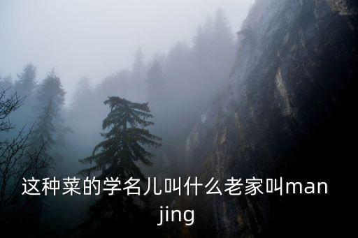 路菜，這種菜的學名兒叫什么老家叫man jing