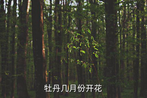牡丹花開花時間，牡丹花什么時間開花