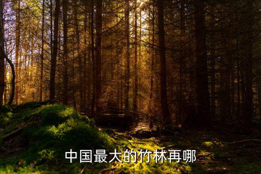 中國最大的竹林再哪