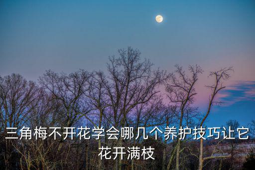三角梅不開花學會哪幾個養護技巧讓它花開滿枝