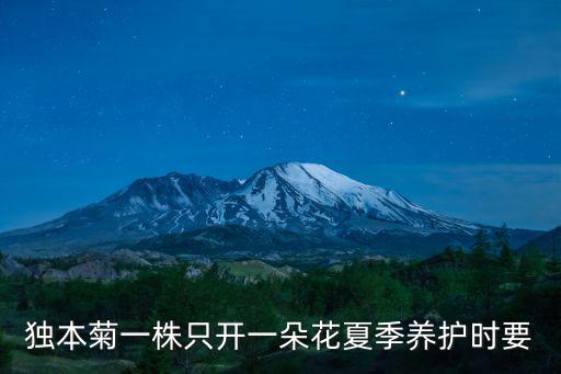 獨本菊一株只開一朵花夏季養護時要
