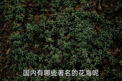 國內有哪些著名的花海呢