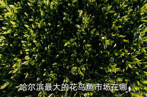 花鳥魚市場，紫竹院花鳥魚蟲市場營業時間