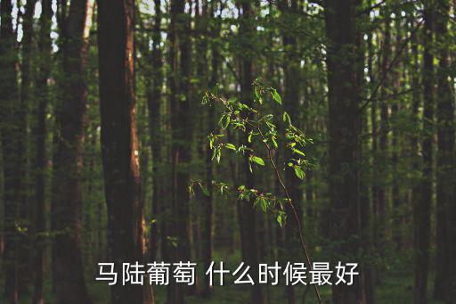 馬陸葡萄品種，上海馬陸葡萄哪家的比較正宗
