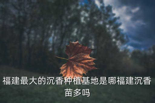 福建最大的沉香種植基地是哪福建沉香苗多嗎