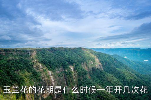 玉蘭花的花期是什么時候一年開幾次花