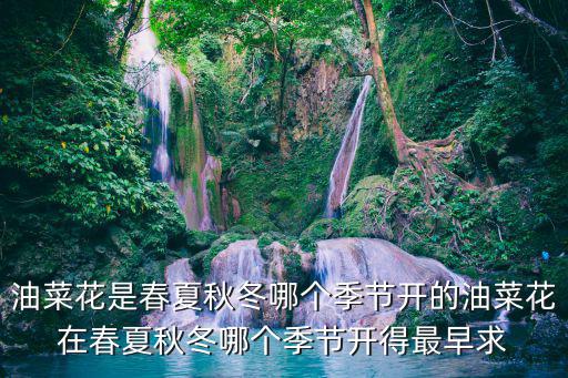油菜花是春夏秋冬哪個季節開的油菜花在春夏秋冬哪個季節開得最早求