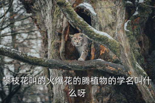 攀枝花叫的火爆花的騰植物的學名叫什么呀