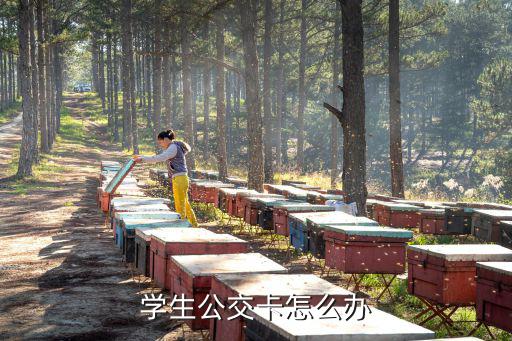 學生公交卡怎么辦