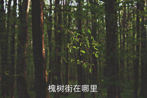 槐樹(shù)巷，從天通苑到槐樹(shù)巷怎么走