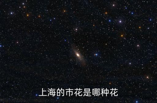 上海的市花是哪種花