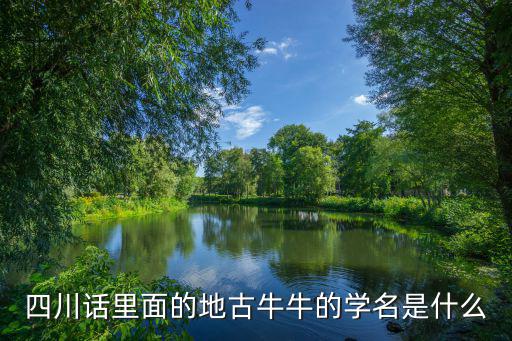 許府牛，四川話里面的地古牛牛的學名是什么