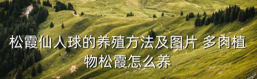 松霞仙人球的養殖方法及圖片 多肉植物松霞怎么養