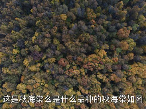 這是秋海棠么是什么品種的秋海棠如圖