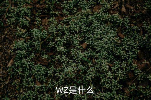 WZ是什么