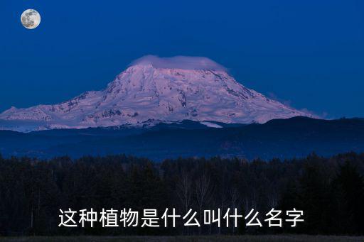 黎科，這種植物是什么叫什么名字