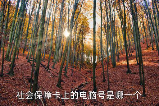 社保電腦號是什么，社會保障卡上的電腦號是哪一個