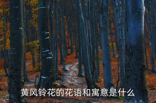 黃花風(fēng)鈴，小苗黃花風(fēng)鈴多少錢一棵