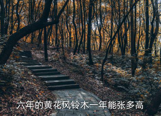 六年的黃花風鈴木一年能張多高