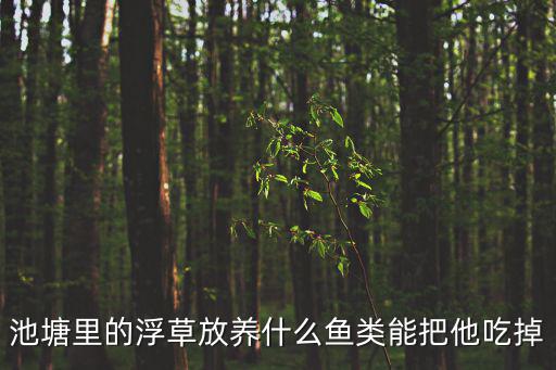 浮草，池塘里的浮草放養什么魚類能把他吃掉