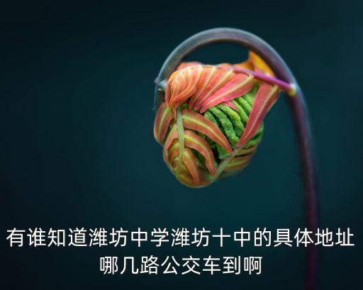 濰坊十中，濰坊十中在哪里