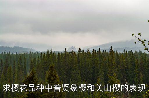 求櫻花品種中普賢象櫻和關山櫻的表現