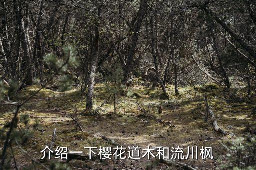 介紹一下櫻花道木和流川楓