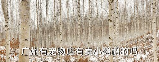 廣州有寵物店有賣小鸚鵡的嗎