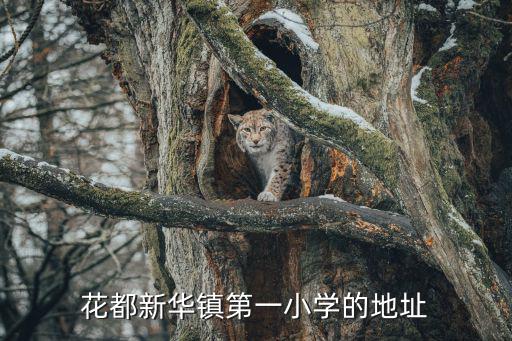 花都新華鎮第一小學的地址