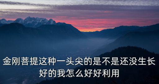 金剛菩提這種一頭尖的是不是還沒生長好的我怎么好好利用