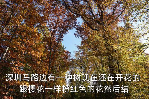 深圳 十一月份開花的一種樹，深圳有一種樹開的花是橙色的請(qǐng)問這種樹叫什么名字