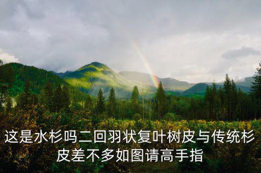 這是水杉嗎二回羽狀復葉樹皮與傳統杉皮差不多如圖請高手指